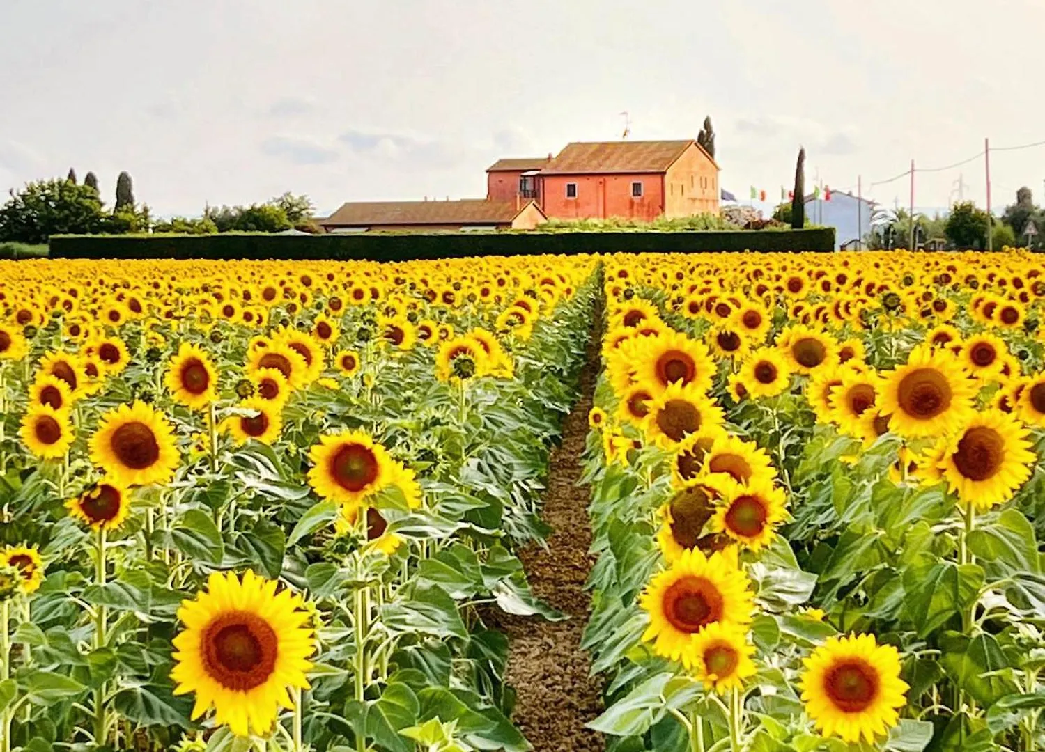 Podere Casalpiano Casa Banditelle